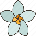 frangipani, plumeria, blossom, tropical, plant