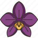 orchid, blossom, botanical, flora, petal