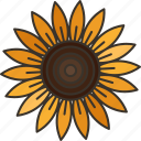 sunflower, blossom, summer, flora, garden