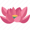 lotus, waterlily, aquatic, plant, blossom