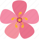 saponaria, flower, shrub, spring, nature