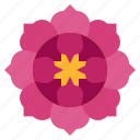 flower31, blossom, flower, petals, nature, shapes, and, symbols