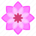 flower6, blossom, flower, petals, nature, shapes, and, symbols