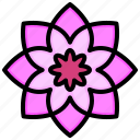 flower6, blossom, flower, petals, nature, shapes, and, symbols