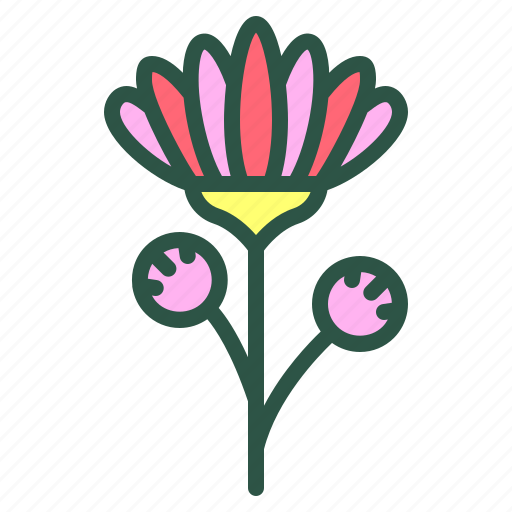 Blossom, chrysanthemum, floral, flower, nature icon - Download on Iconfinder