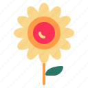 blossom, floral, flower, nature, sunflower