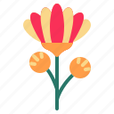 blossom, chrysanthemum, floral, flower, nature