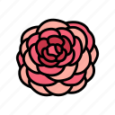 camellia, flower, spring, blossom, floral, petal