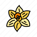 daffodil, flower, spring, blossom, floral, petal