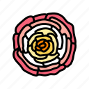 ranunculus, flower, spring, blossom, floral, petal