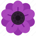 anemone, flower, bloom, flowers, floral, nature