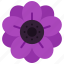 anemone, flower, bloom, flowers, floral, nature 