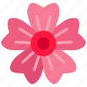 cherry blossom, flower, floral, croci, bloom, plant