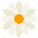 daisy, flower, bloom, flowers, floral, plant