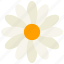daisy, flower, bloom, flowers, floral, plant 