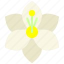 lily, bloom, blossom, flower, lilium, floral