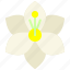 lily, bloom, blossom, flower, lilium, floral 