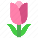 tulip, bloom, flower, garden, plant, flowers