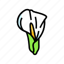 calla, lily, blossom, spring, flower, floral