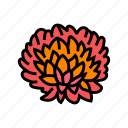 chrysanthemum, blossom, spring, flower, floral, nature