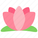 lotus, flower, blossom, floral