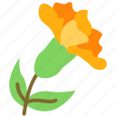 marigold, flower, blossom, floral