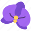 orchid, flower, blossom, bloom, floral 