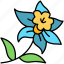 daffodil, flower, blossom, floral 