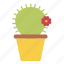 cactus, desert, flower, garden, plant, pot, spines 