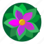 flower, green, nature, plant, violet 