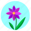 astra, flower, nature, plant, sky, violet 