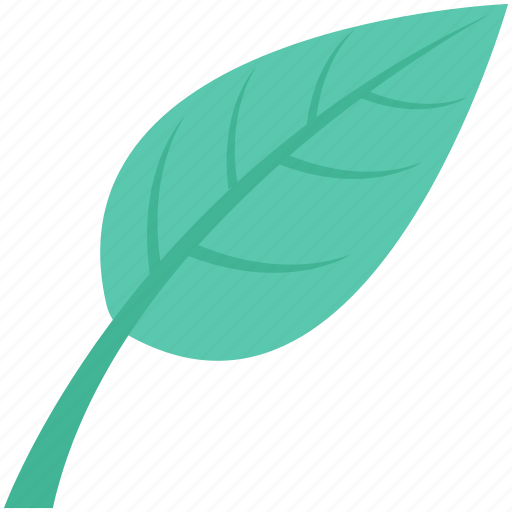 Ecology, foliage, leaf, spinach, spinach leaf icon - Download on Iconfinder