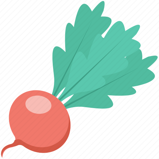 Fodder radish, kohlrabi, radish, turnip, vegetable icon - Download on Iconfinder
