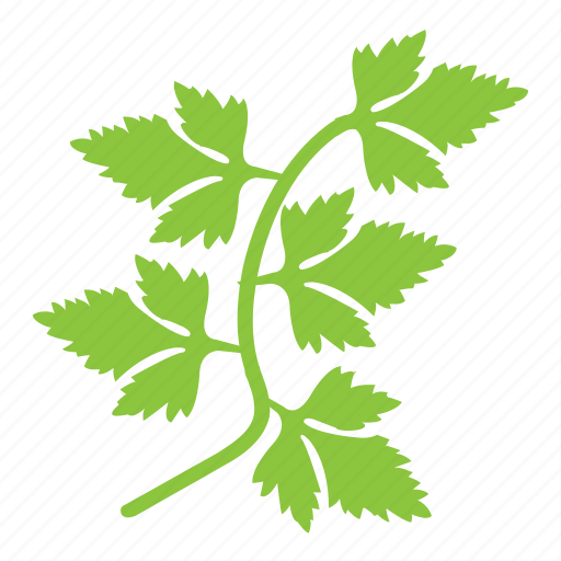 Cooking ingredient, coriander, coriander leaves, green coriander leaves, parsley icon - Download on Iconfinder