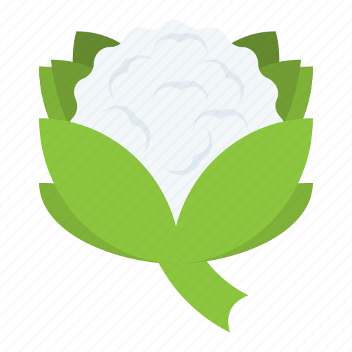 Broccoli, cabbage, cauliflower, food, vegetable icon - Download on Iconfinder