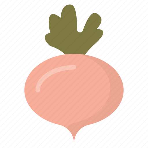 Fodder radish, kohlrabi, turnip, vegetable, white turnip icon - Download on Iconfinder