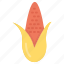 corn, maize, pole corn, sugar corn, sweet corn 
