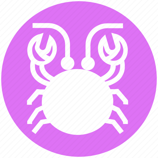 Cockroach, crab, food, mud crab, sea creature, seafood icon - Download on Iconfinder