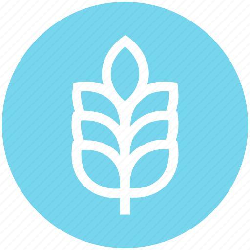 Agriculture, cereal grain, farm, food, grain, grain ear, wheat icon - Download on Iconfinder