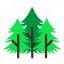 forestry, forrest, leaves, nature, pine, tree, trees 