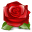 flower, lilly flower, nature, plant, red, rose icon