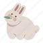 rabbit, eating, happy, bunny, animal, pet, chubby 
