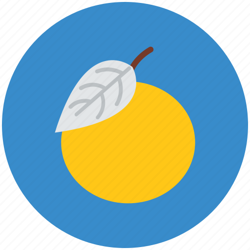 Citrus, citrus fruit, food, fruit, healthy food, orange icon - Download on Iconfinder