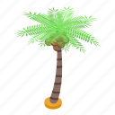palm, fruit, tree, isometric
