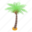 palm, fruit, tree, isometric 