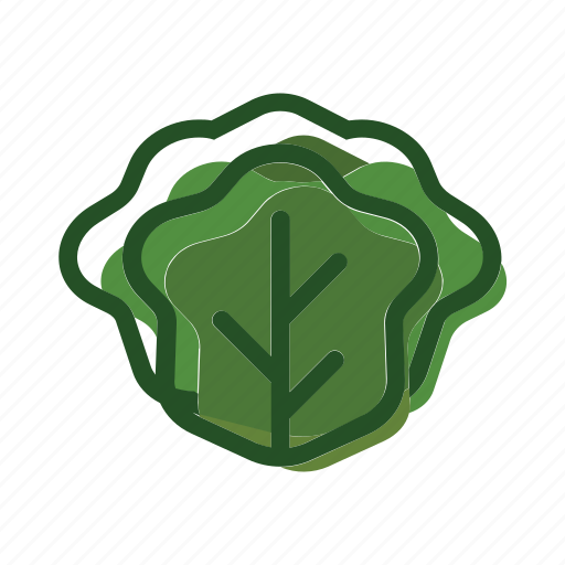 Cabbage, lettuce, food, meal, plant icon - Download on Iconfinder