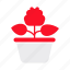 pot, flower, begonia, plant, botanical 