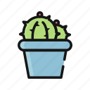 cactus, desert, flower, garden, nature, plant, pot