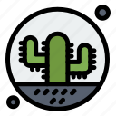 cacti, cactus, desert, nature, plant