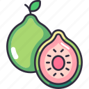 guava, guava fruit, fruit, fruits, fresh, food, organic